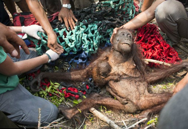 Indonesian Orangutans Which Escaped Wiled Fire 